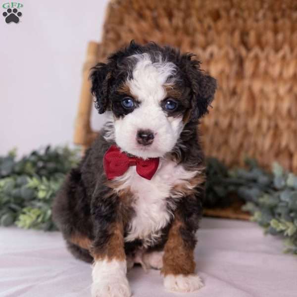 Kip, Mini Bernedoodle Puppy